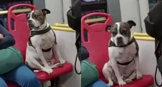 Perro sentado en silla de Transmilenio, que se subió al articulado junto a su dueño.