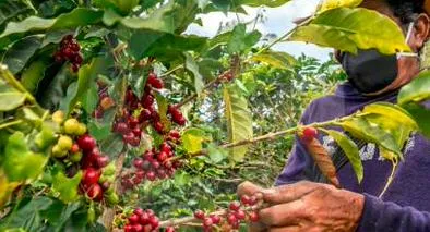 Cafeteros no le “copian” al Gobierno y siguen adelante con la marcha de este miércoles