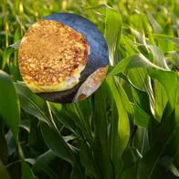 Imagen de cultivo de maíz y arepa de mazorca por nota sobre aumento en su precio
