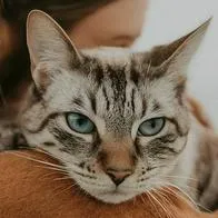 En Estados Unidos lanzaron la oferta de empleo por abrazar gatos en la cual pagan 10.000 dólares