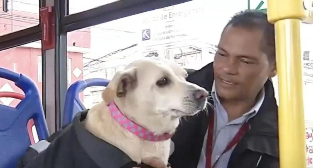 Lulú, la perra viral en redes sociales por acompañar a conductor de SITP