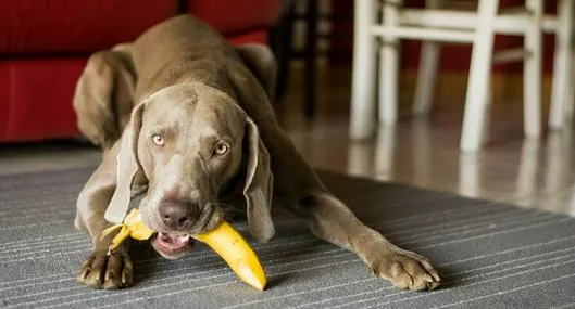 ¿Qué pasa si mi perro come un banano?