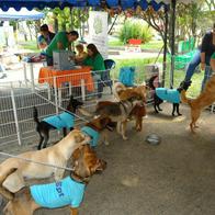 Mascotas (perros gatos y más) en Pereira están a un paso de tener un hospital