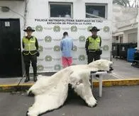 Incautan piel de oso polar en un local comercial del norte de Cali