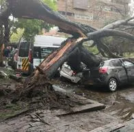 Árbol se cayó en Suba y causó emergencia en Bogotá: fotos y detalles