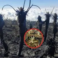 Frailejones quemados por incendios forestales en Colombia, que ya se están recuperando, según el director de Parques Nacionales Naturales, Luisz Olmedo Martínez.
