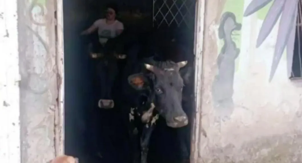 Familia en Bogotá vive con 29 vacas en su casa