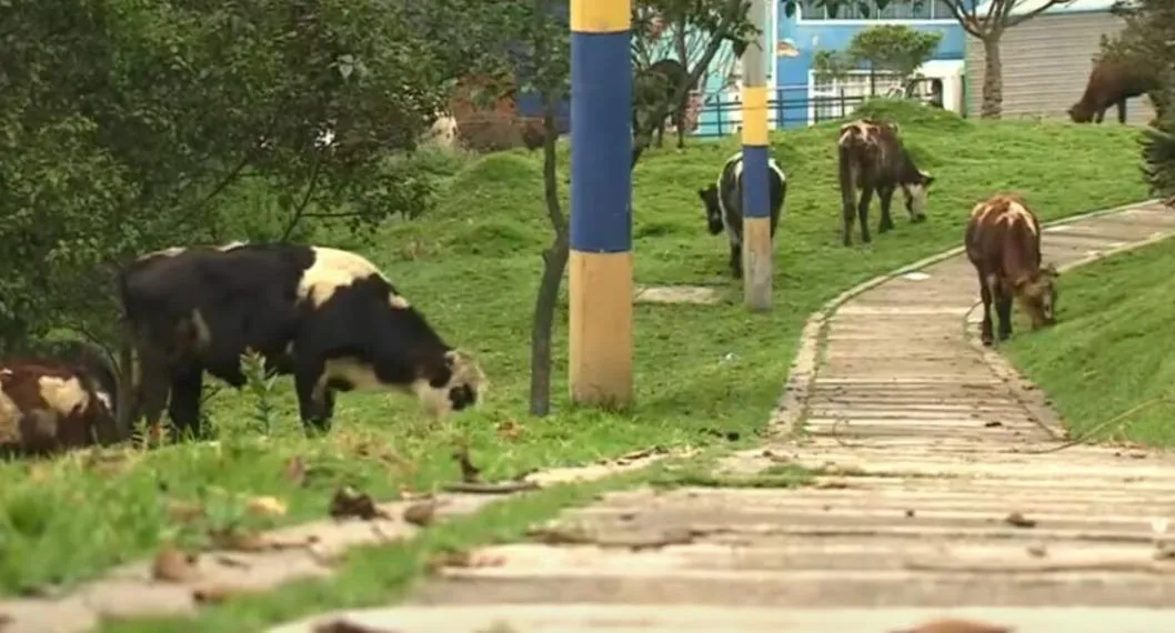 Unas de las 29 vacas que viven dentro de una casa en Bogotá y la alcaldía visitó su situación. Tuvieron que llevarse a cuatro que estaban enfermas.