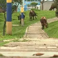 Unas de las 29 vacas que viven dentro de una casa en Bogotá y la alcaldía visitó su situación. Tuvieron que llevarse a cuatro que estaban enfermas.