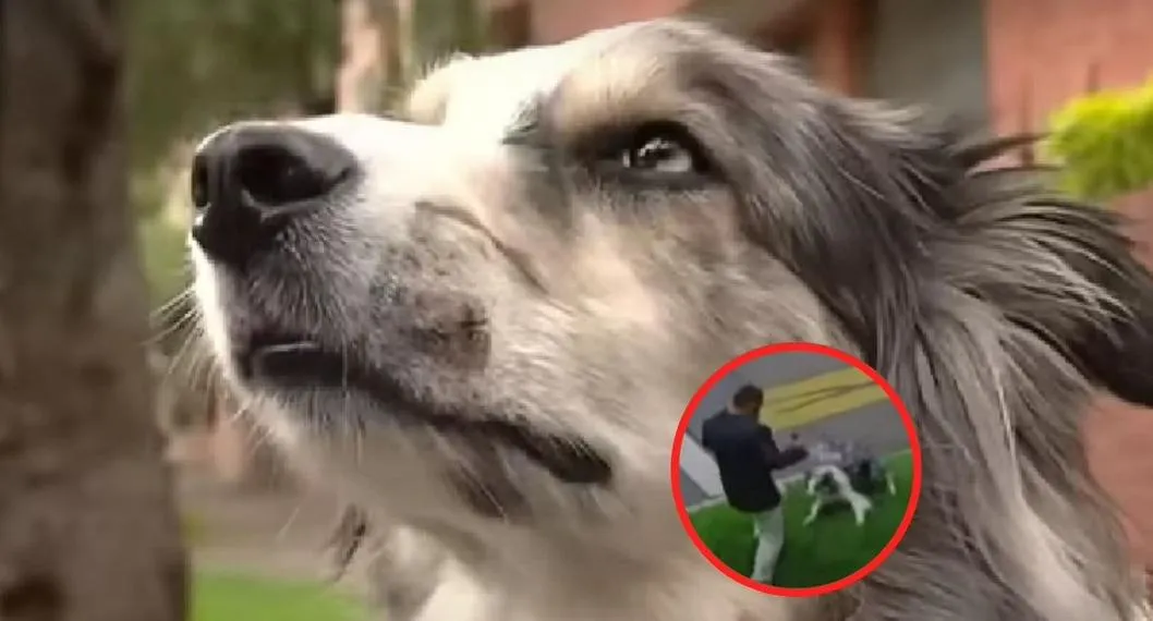 Valiente perro que frustró robo en Bogotá sorprendió a su dueño: "Siempre ha sido tranquilo"