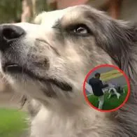 Valiente perro que frustró robo en Bogotá sorprendió a su dueño: "Siempre ha sido tranquilo"