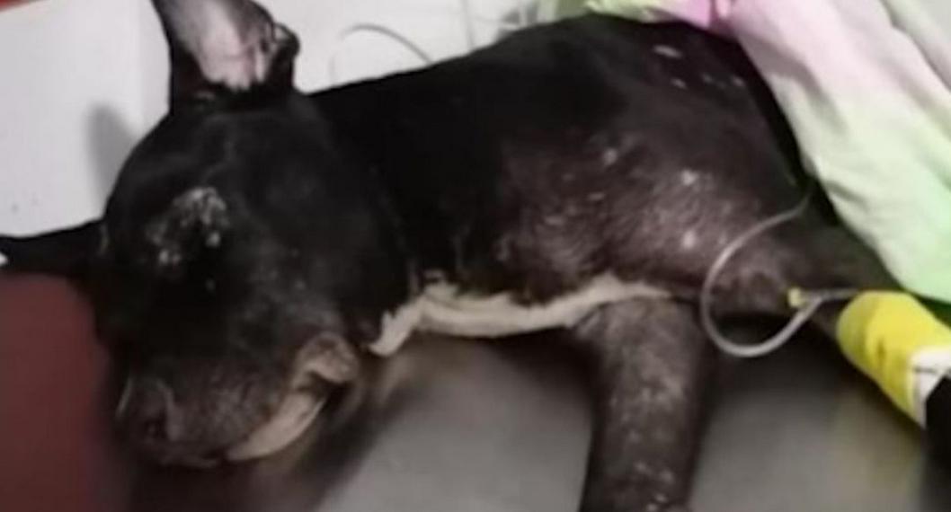 ¡Indignante! Cayó falso veterinario en Tolima; lo señalan de enterrar vivo un perrito