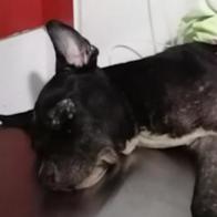 ¡Indignante! Cayó falso veterinario en Tolima; lo señalan de enterrar vivo un perrito