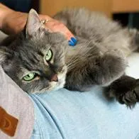 Foto de felino con persona, en nota de qué significa que un gato se suba en las piernas de una persona 