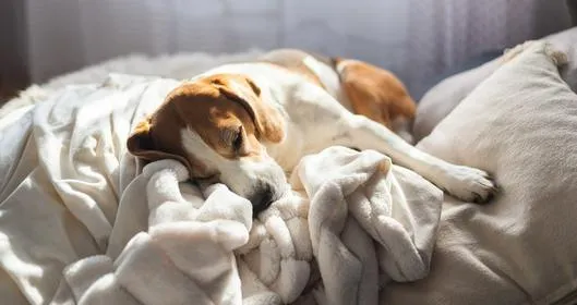 ¿Por qué no despertar a un perro cuando sueña?
