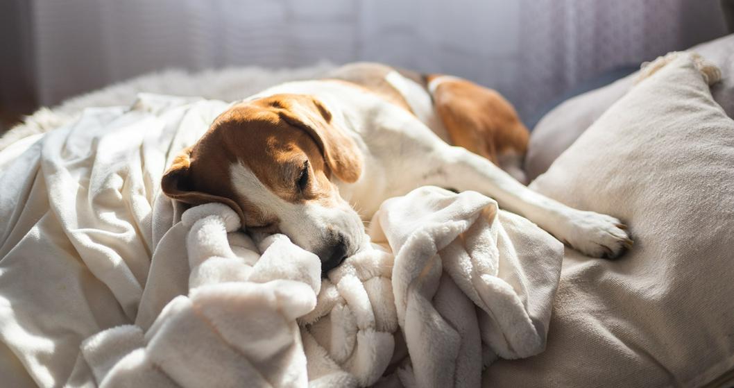 pueden los perros despertarse asustados