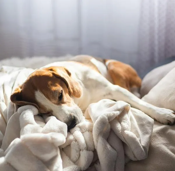 ¿Por qué no despertar a un perro cuando sueña?