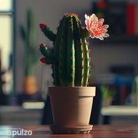 El cactus es una flor curiosa y muy atractiva. Además, es capaz de sobrevivir en situaciones extremas. Conozca la razón del porqué le sale una flor.
