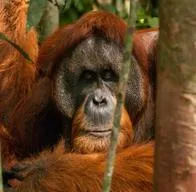 Orangután silvestre se curó una herida con un ungüento que el mismo produjo
