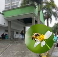 Mujer murió luego de ser atacada por más de 300 abejas en Quindío