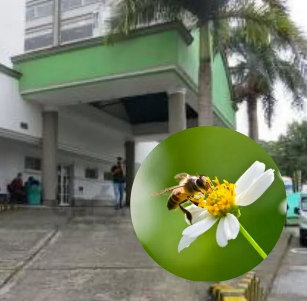 Mujer murió luego de ser atacada por más de 300 abejas en Quindío
