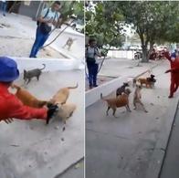 Video viral: mimo en Barranquilla se quedó sin trabajo por provocar a perros de la calle