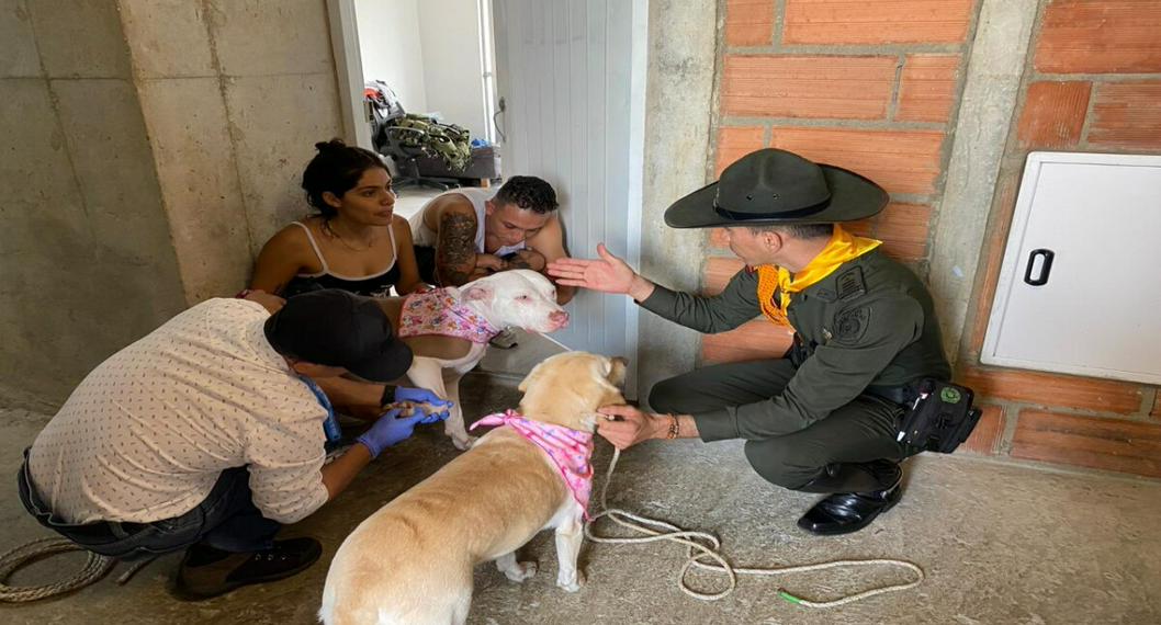 Nuevo caso de maltrato animal en Medellín: rescatan a 2 perros luego de golpiza