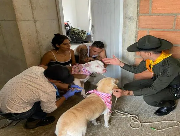 Nuevo caso de maltrato animal en Medellín: rescatan a 2 perros luego de golpiza