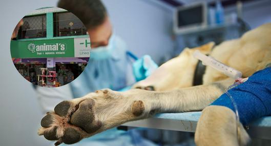 Imagen de perro en veterinaria por nota sobre muerte de canino en Bogotá