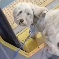 Perro abandonado en bus de Transmilenio fue adoptado por el conductor del vehículo