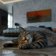 Los gatos son amantes a dormir y más con la compañía de sus dueños. Sin embargo, hay ocasiones en que no desean hacerlo, conozca las razones.