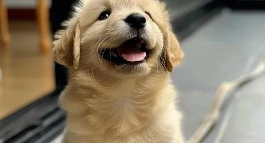 image_desktop