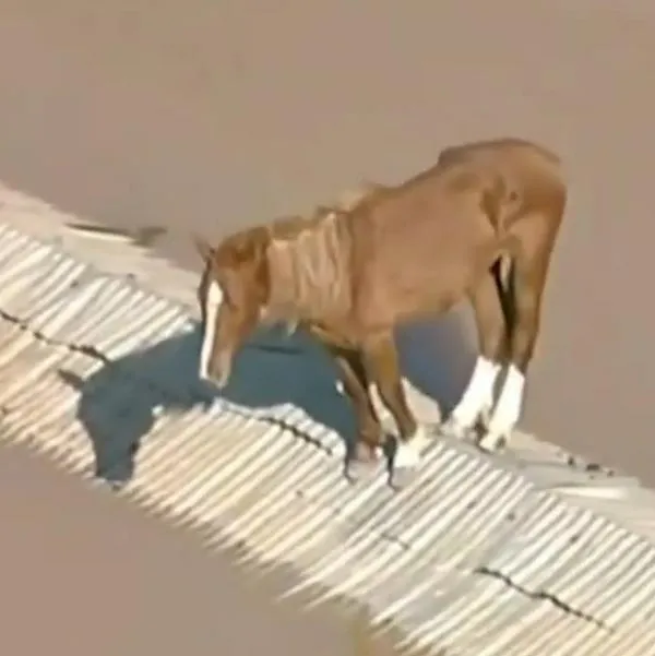 Caballo que fue rescatado de las inundaciones en Brasil, se ha hecho viral 