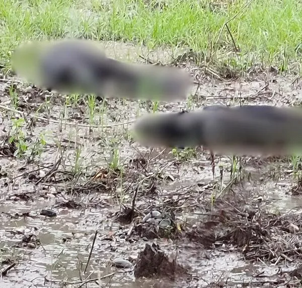 Perros murieron electrocutados en Tolima por cuerda de alta tensión
