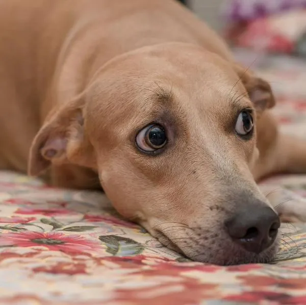 Animalistas en Calarcá rechazaron muerte de ‘Mono’, el perro apuñalado en la galería