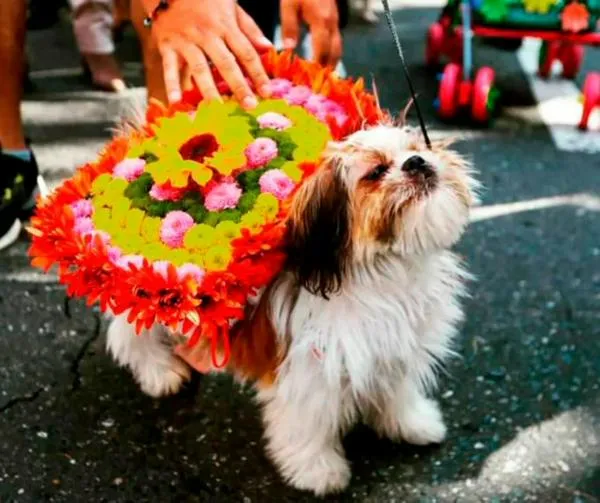 El 57% de los colombianos tiene una mascota y sus cuidados mueven una millonada, ¿qué es lo más costoso? 