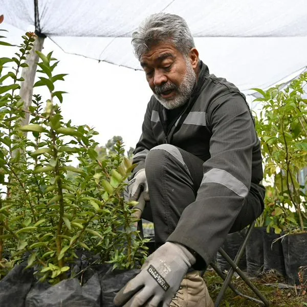 Sembrar árboles, inédita pena para criminales de guerra por falsos positivos
