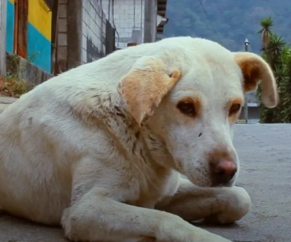 Aprobaron en Colombia un programa para esterilizar animales abandonados y dijeron cuánto le costará a la Nación