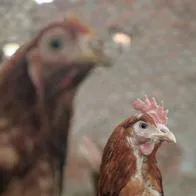 Casi 150 gallinas murieron calcinadas en incendio debido a corto circuito