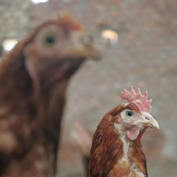 Casi 150 gallinas murieron calcinadas en incendio debido a corto circuito