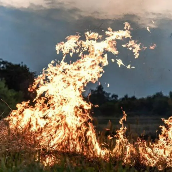 Terrible incendio en Antioquia: más de 150 gallinas murieron 