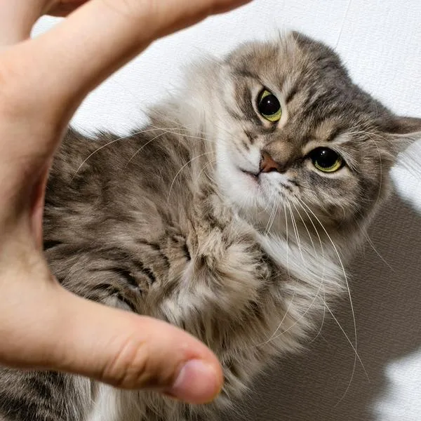 Multan con $ 13 millones de pesos a hombre que maltrató gravemente a su gata: la sumergía en un balde con agua. Acá, todos los detalles.