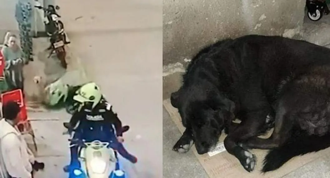 A policías que atacaron perra en Bogotá se les armó problema y se les iría hondo