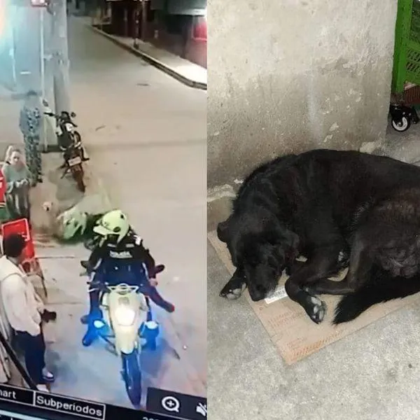 A policías que atacaron perra en Bogotá se les armó problema y se les iría hondo