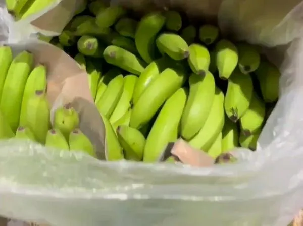 Incautan una tonelada y media de cocaína camuflada en bananos: iban para Suiza y México