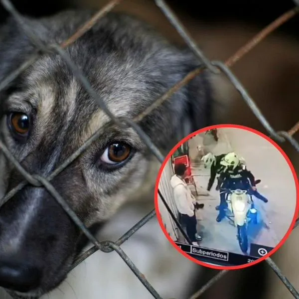 Cómo denunciar o reportar caso de maltrato animal en Colombia