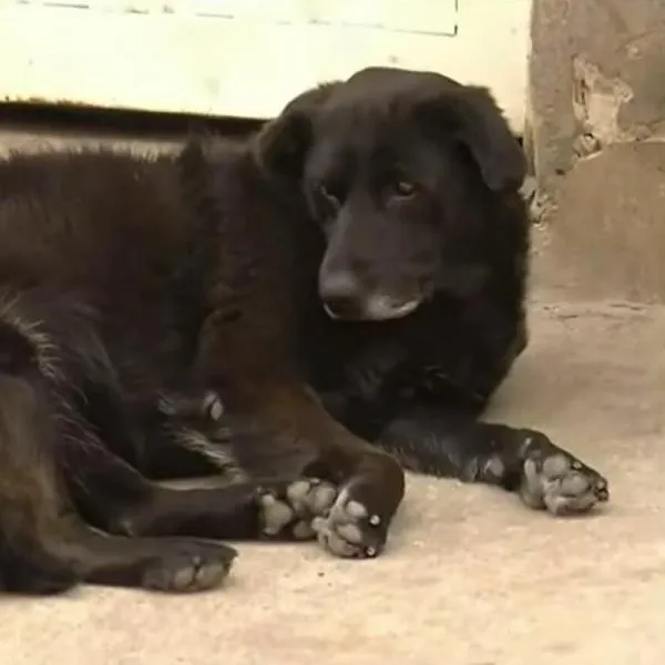 ¿Qué pasó con la perrita golpeada por policías con un bolillo?
