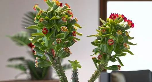 La corona de cristo es una planta suculenta que tiene unas flores llamativas y muchas espinas. Conozca su significado y el porqué tener una en casa. 