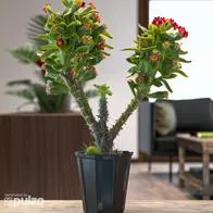 La corona de cristo es una planta suculenta que tiene unas flores llamativas y muchas espinas. Conozca su significado y el porqué tener una en casa. 