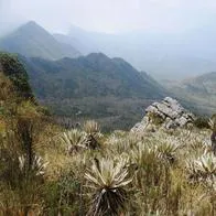 Investigan masacre de frailejones en páramo de Bogotá; camionetas 4x4 barrieron con ellos